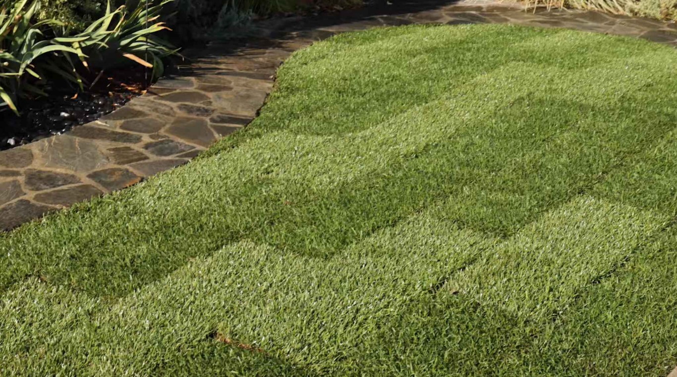 Lawn Care & Maintenance in Davis, CA